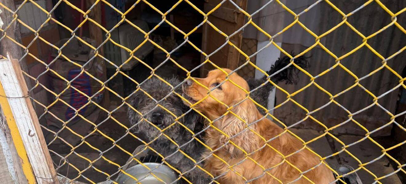Hunde im Tierheim Cusco