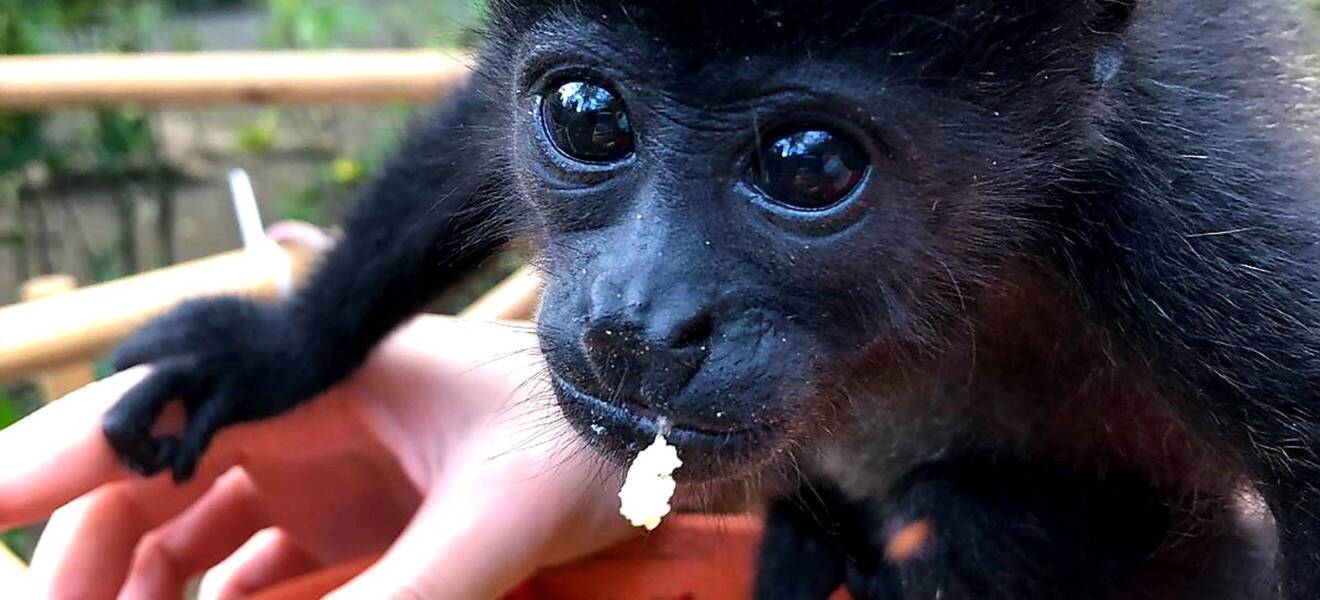 Affe in Costa Rica