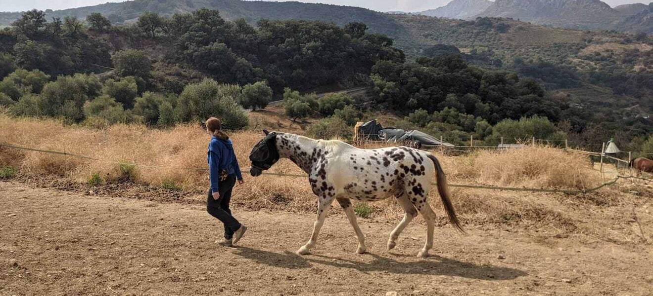 Pferd mit Volunteer Andalusien