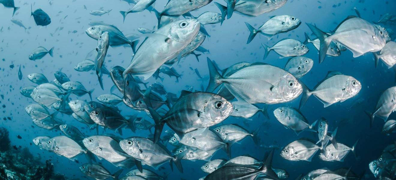 Überfischung der Meere 