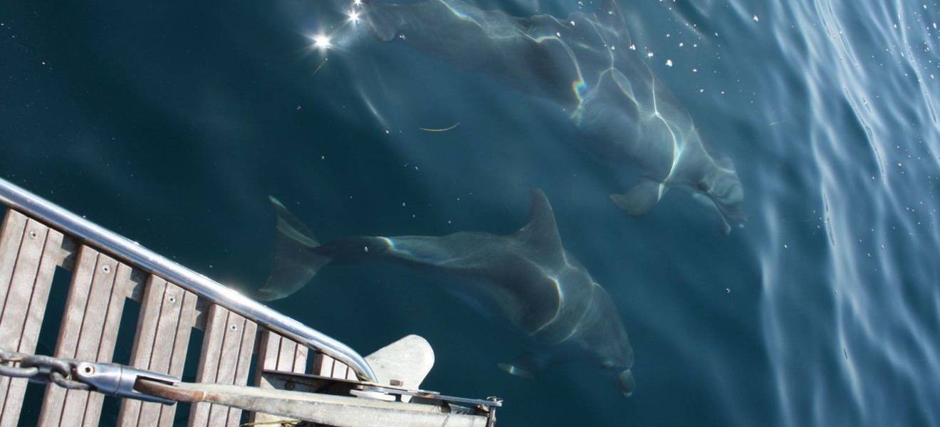 Volunteering im Meereschutz in Europa 