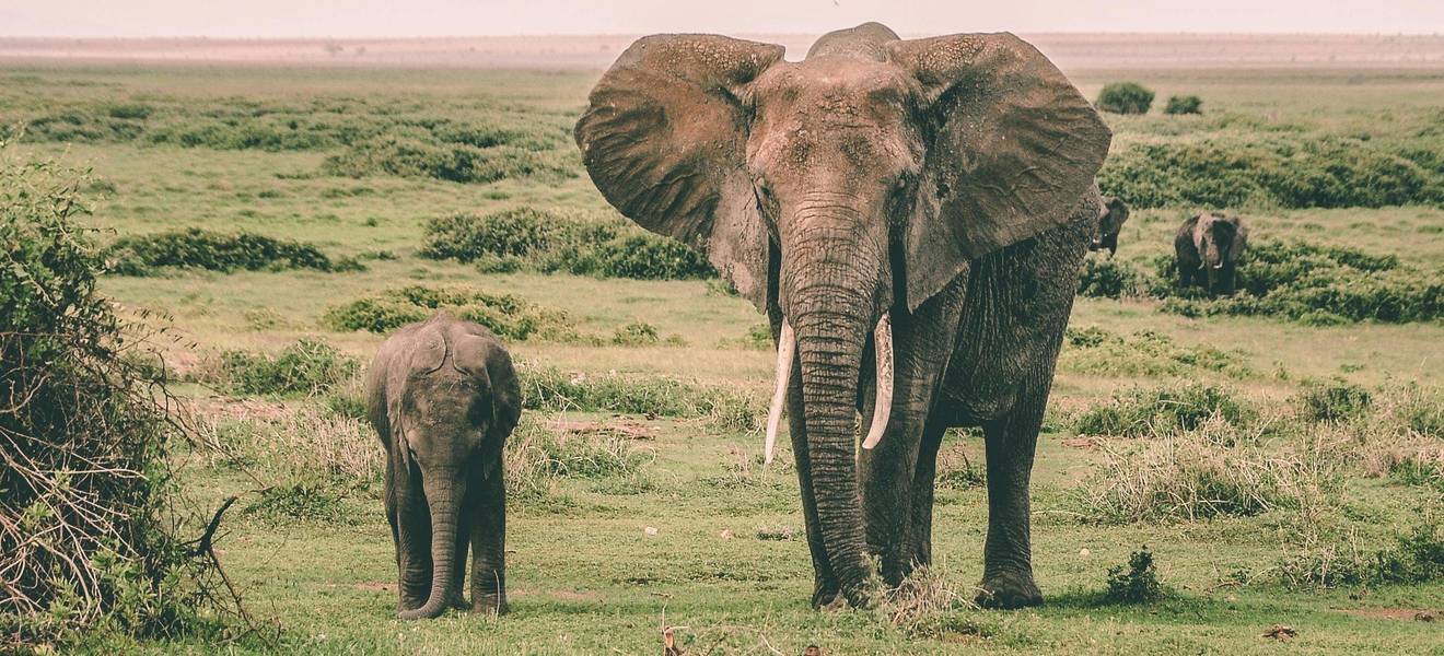 Elefanten im Wildtierschutz