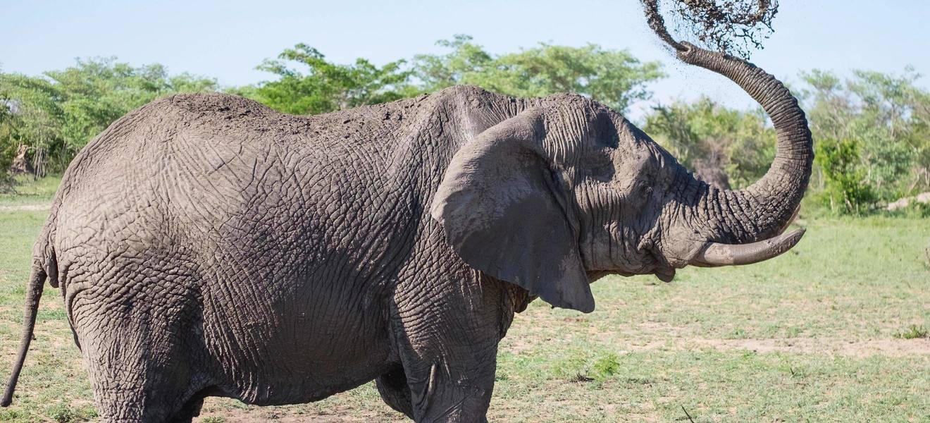 Warum du Elefanten nicht reiten solltest