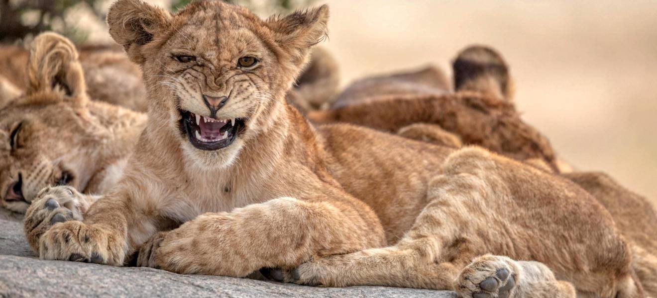 Löwenbabys nicht streicheln! 