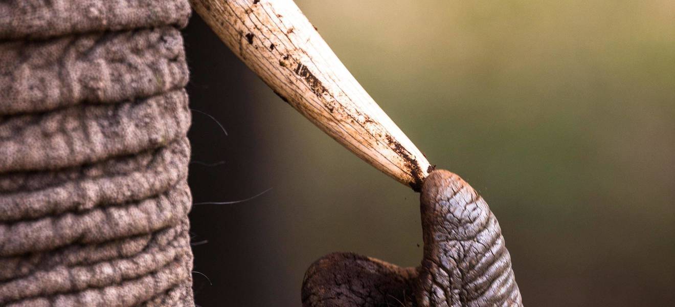 Elfenbein Zahlen und Fakten 