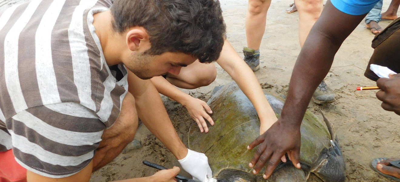 Volunteers helfen einer Schildkröte 