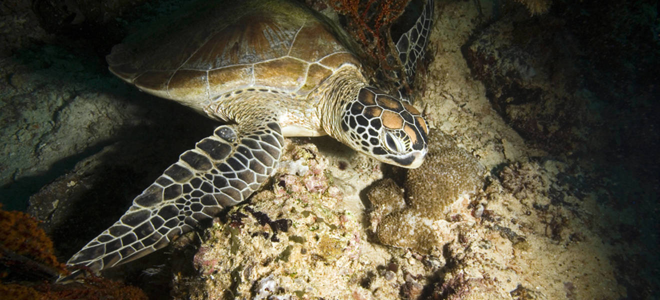 Schildkröten retten