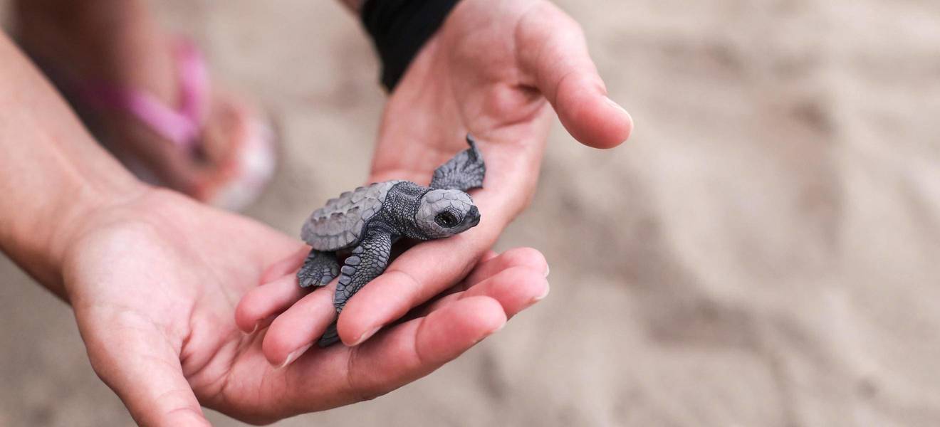 Wo kannst du helfen Schildkröten zu retten