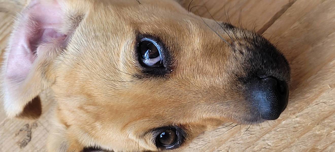 Tanjas Zeit in Rumänien