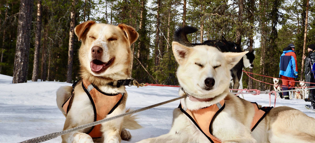 Franziskas Zeit in Schweden