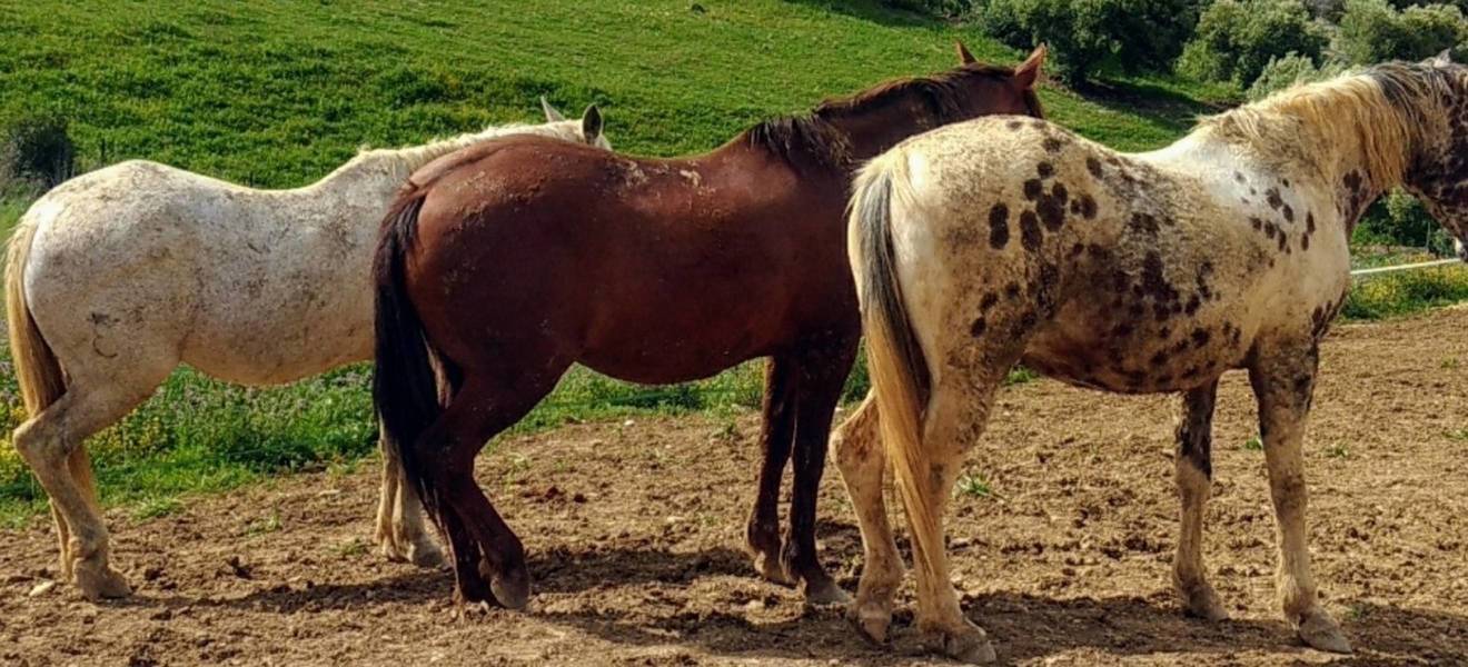 Magdas und Alyssas Zeit in Spanien