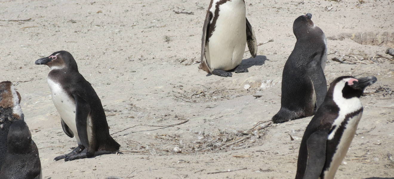 Elisas Zeit in Südafrika