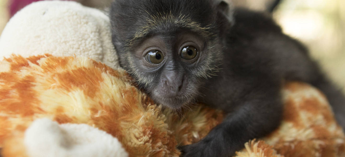 Rebeccas Zeit in Südafrika