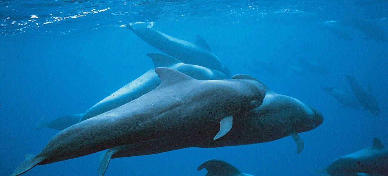 Mabels Zeit auf Teneriffa