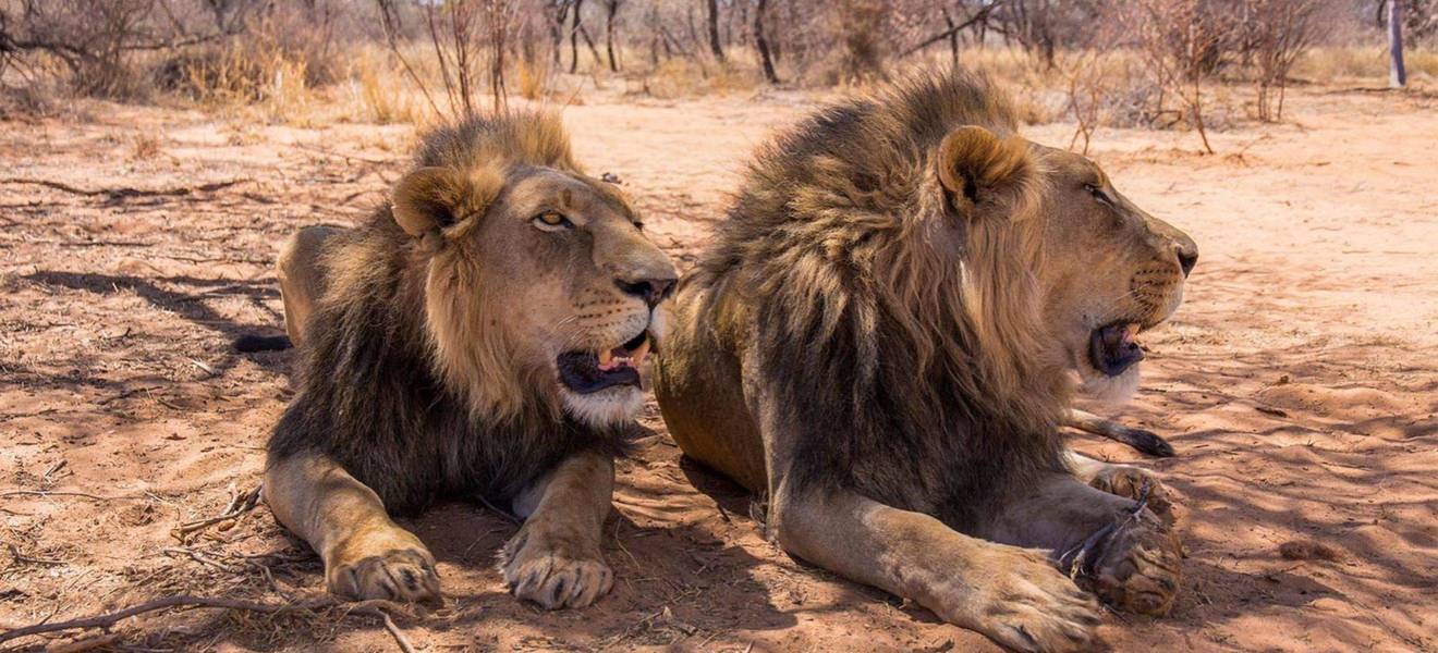 Ronjas Zeit in Namibia