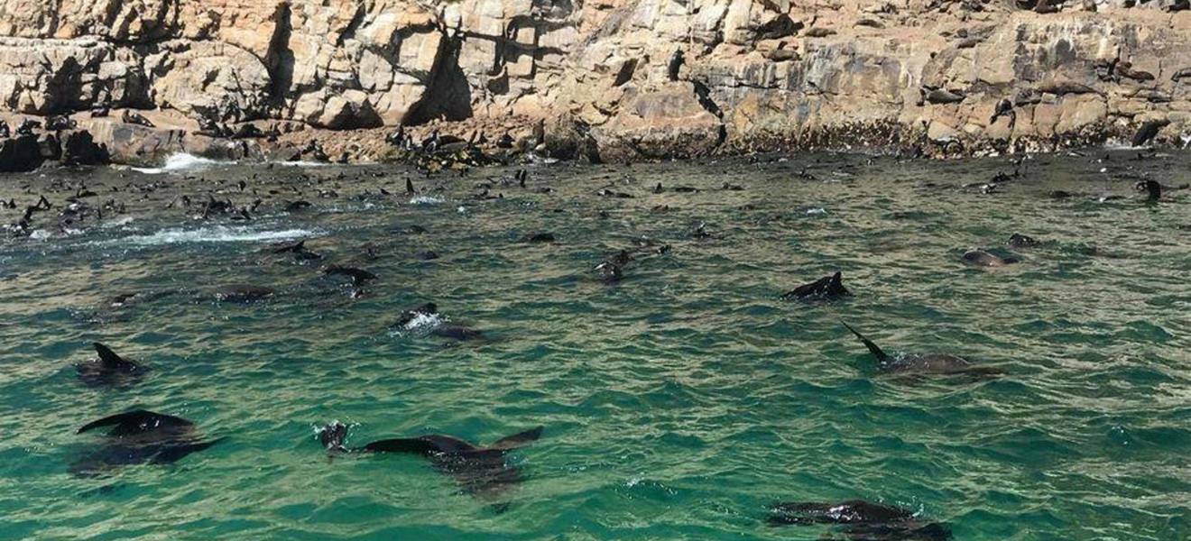 Tatjanas Zeit in Südafrika