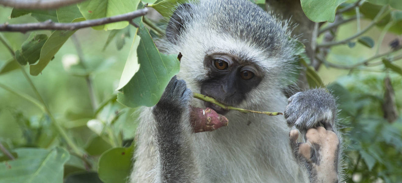 Dominiks Zeit in Südafrika