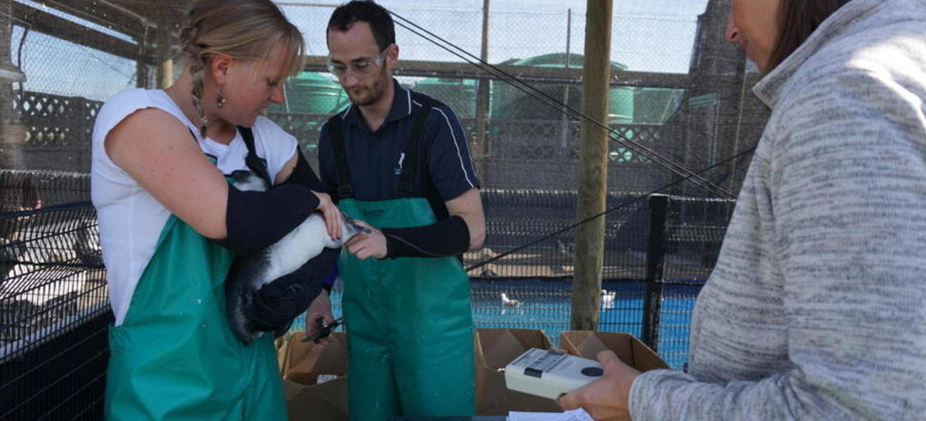 Annikas Zeit in Südafrika