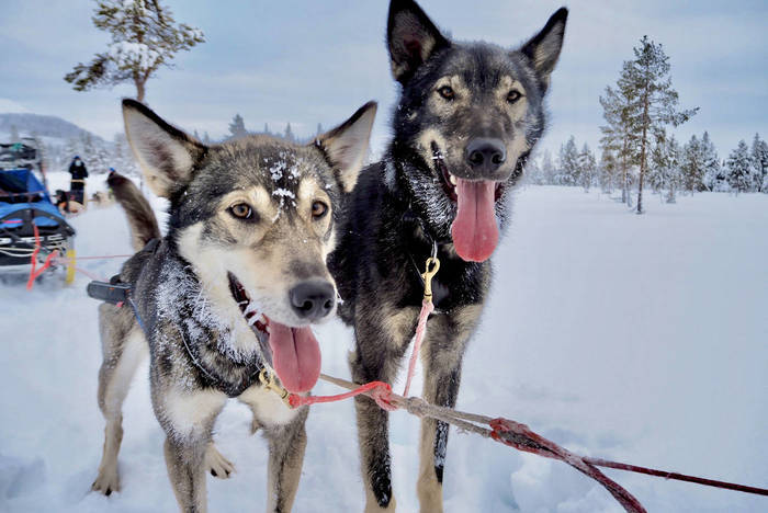 Traveling in Sweden with huskies