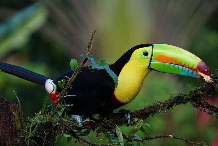 Costa Rica Gruppenreisen