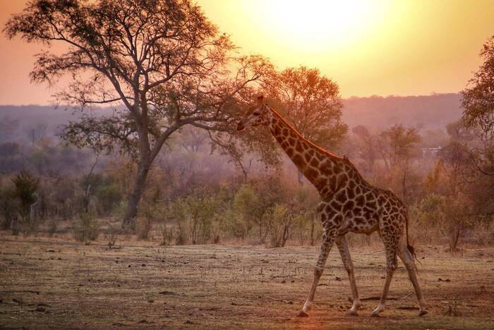 Freiwilligenarbeit in Simbabwe