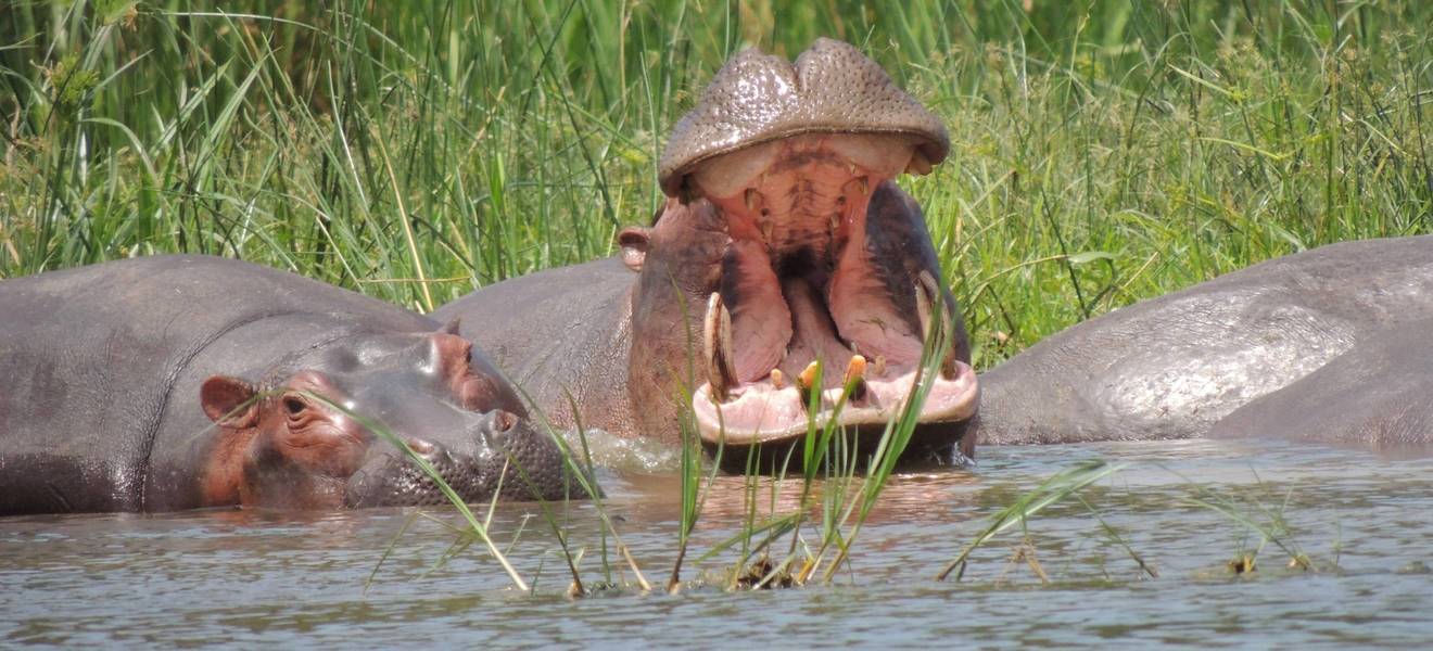 Freiwilligenarbeit in Uganda