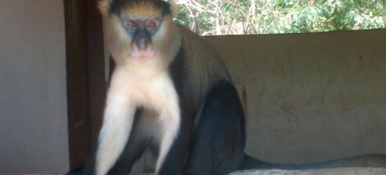 Affenprojekt im Nationalpark