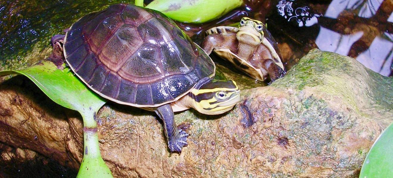 Schildkröten in Schildkröten nationalpark in Vietnam