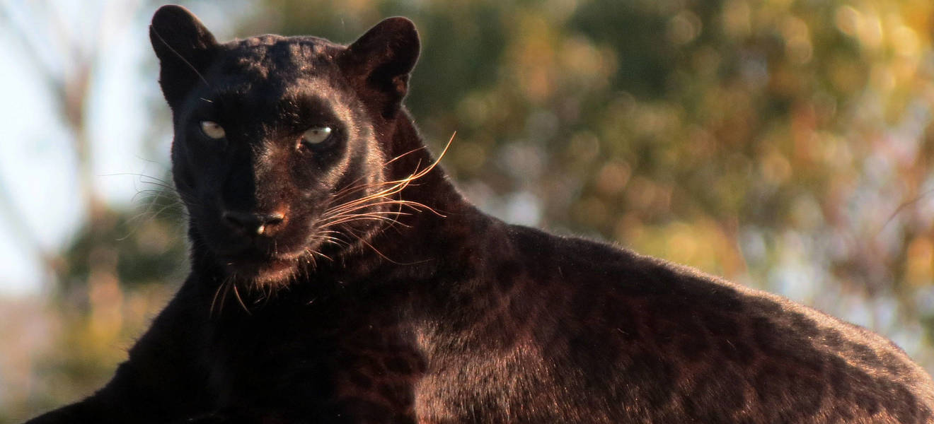 Großkatzen sind vom Aussterben bedroht