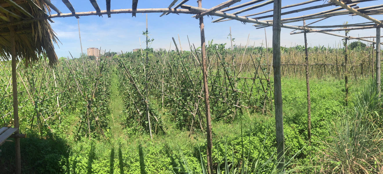 Farm Volunteer in Vietnam