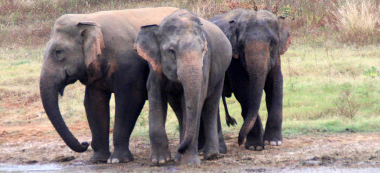 Elephants in the Wasgamuwa National Park