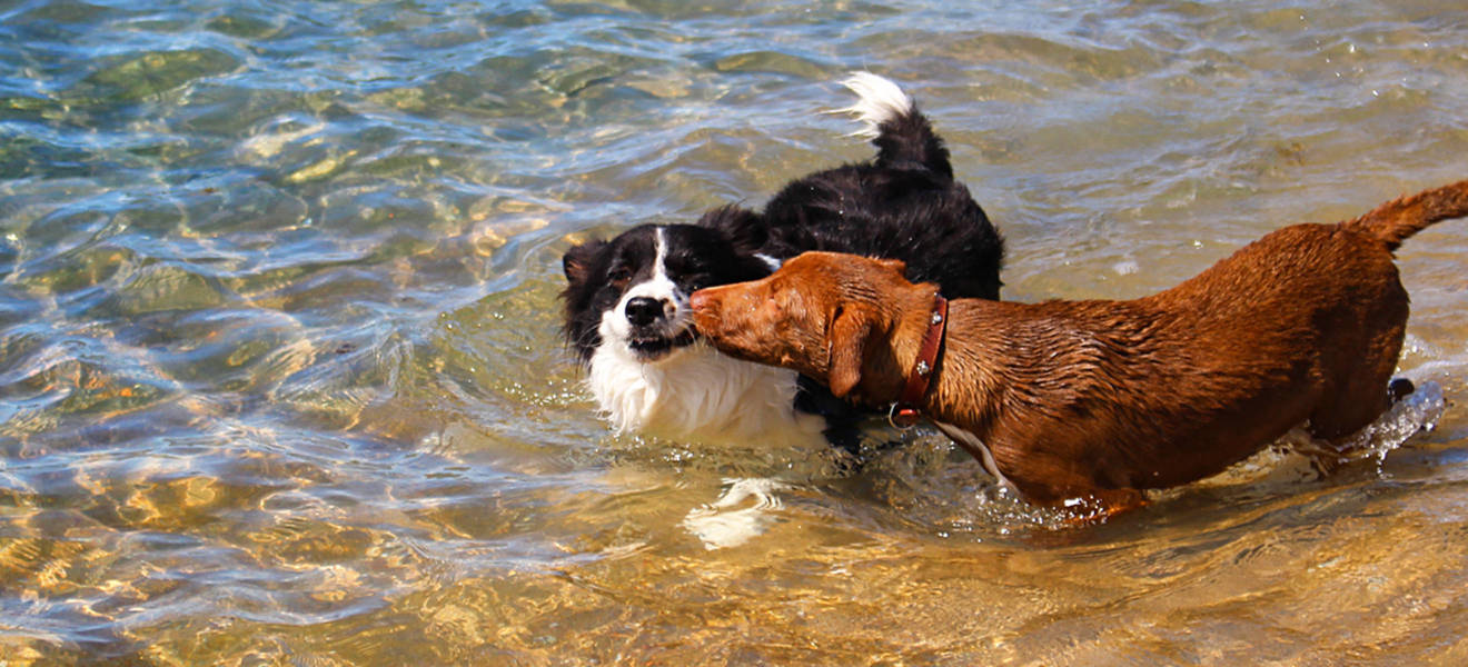 Straßenhunde in Thailand