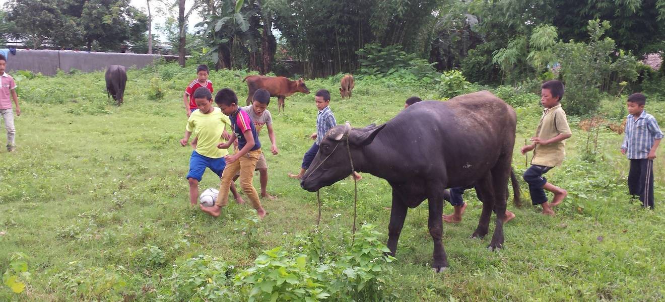 Volunteer work in animal and environmental protection in Nepal