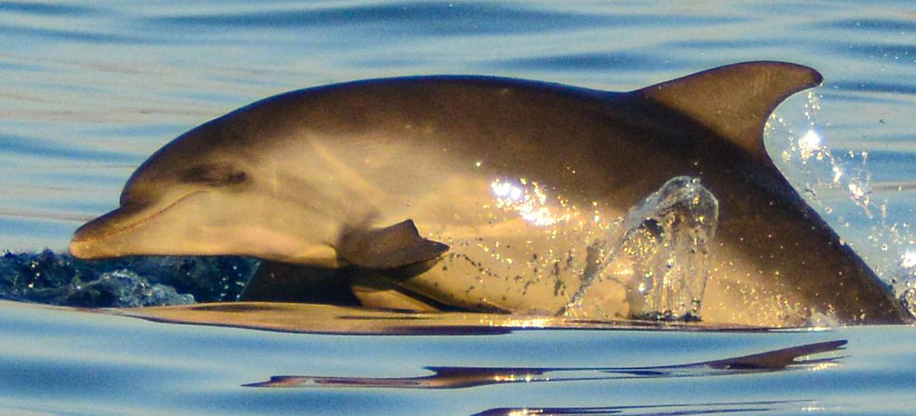 Schütze Delfine in Kroatien 