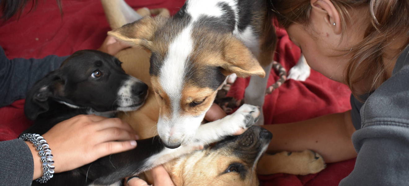 Versorge Hunde in Rumänien