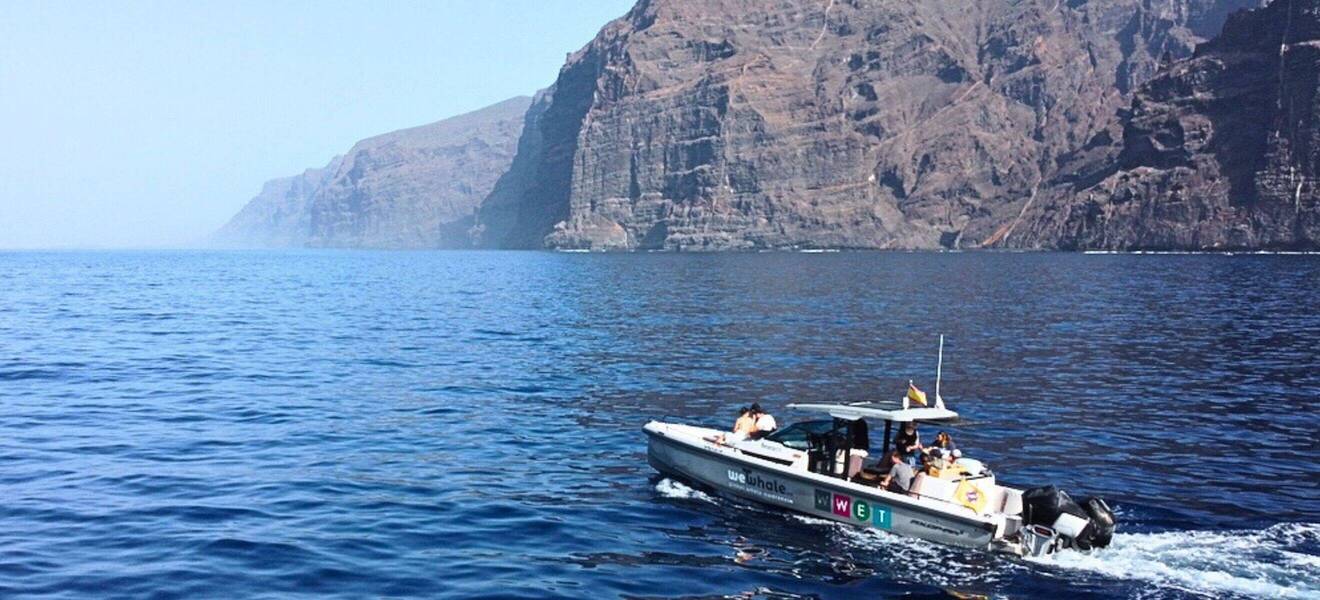 Join the dolphin and whale research project in Tenerife as a volunteer