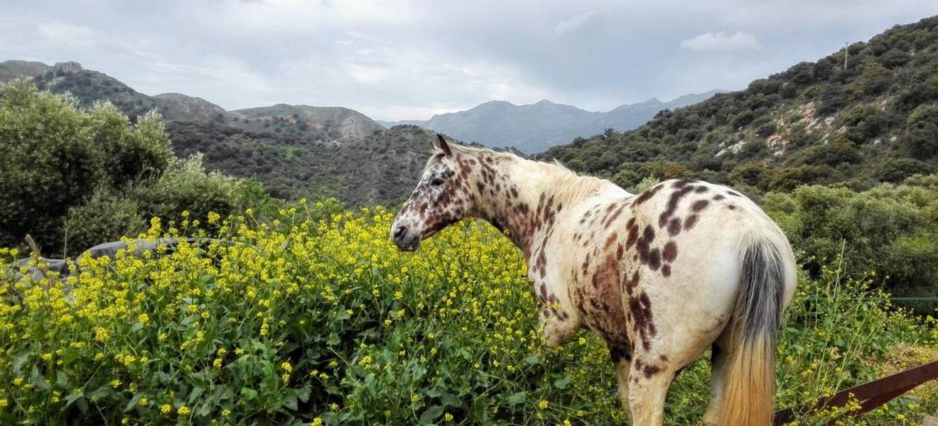 Volunteering with horses in Spain