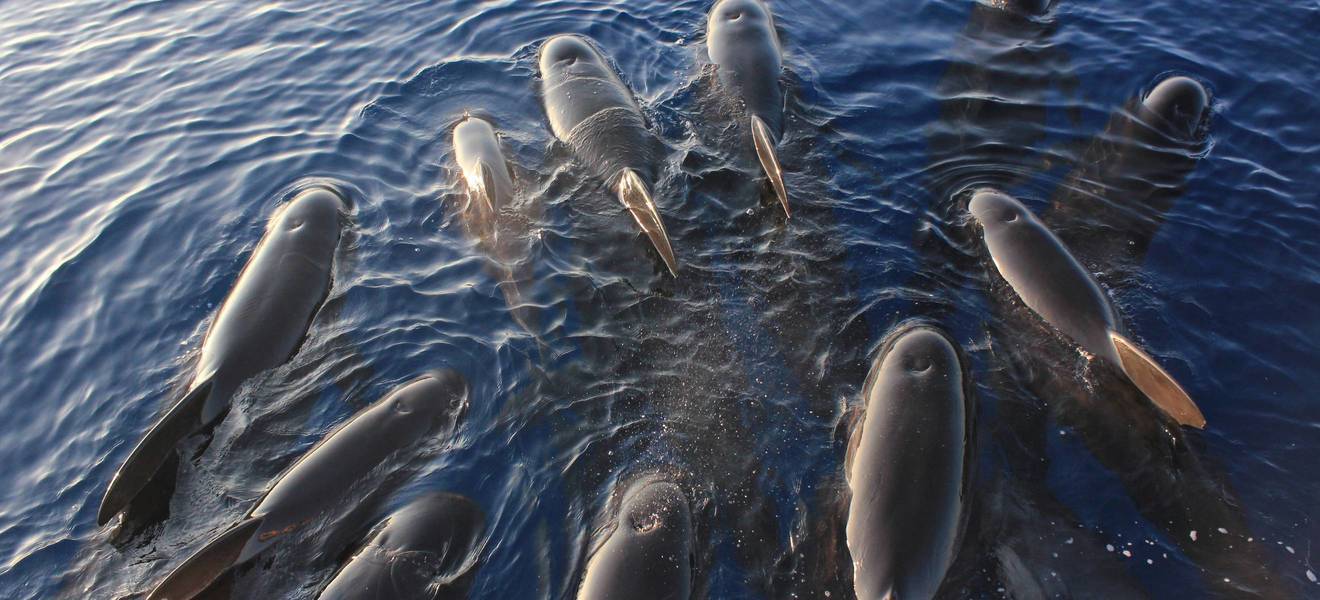 Freiwilligenarbeit in Italien