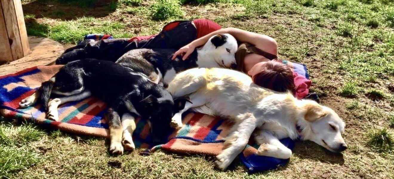 Volunteer gemeinsam mit Hunden im Projekt