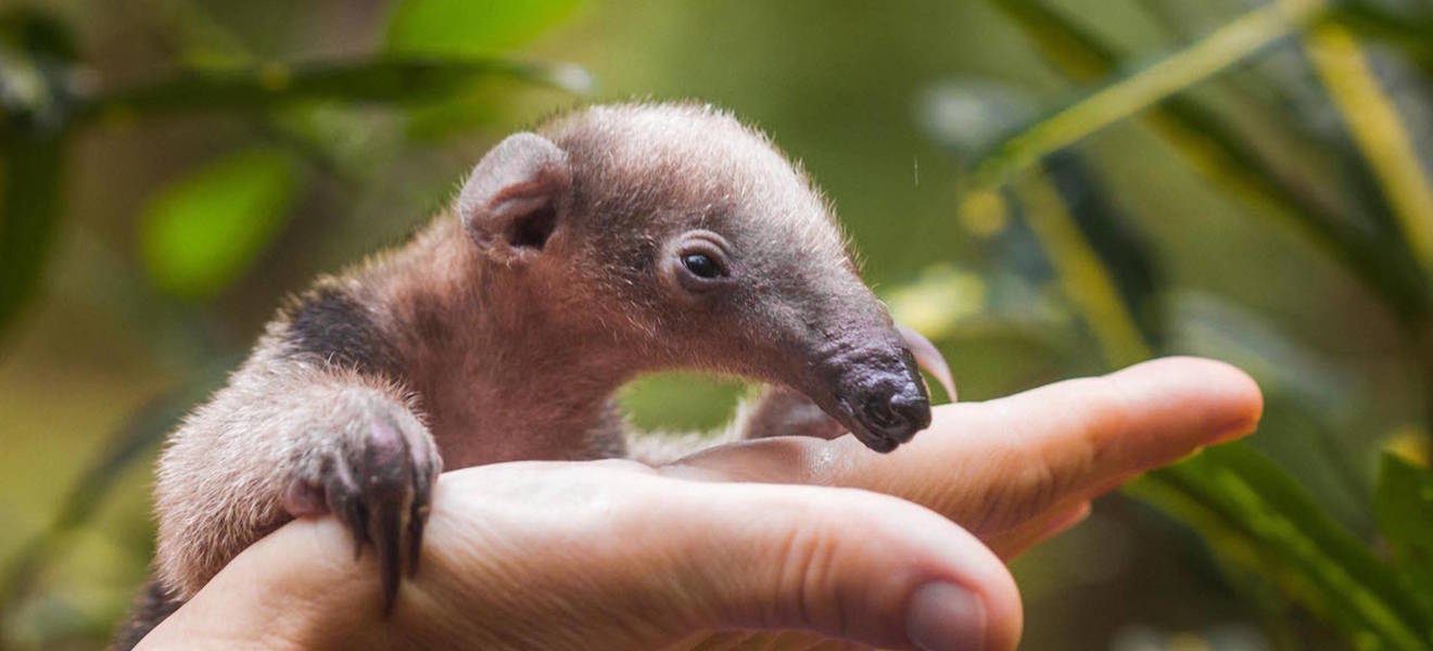 Hilf bei der Freiwilligenarbeit im Tierschutz Projekt in Costa Rica