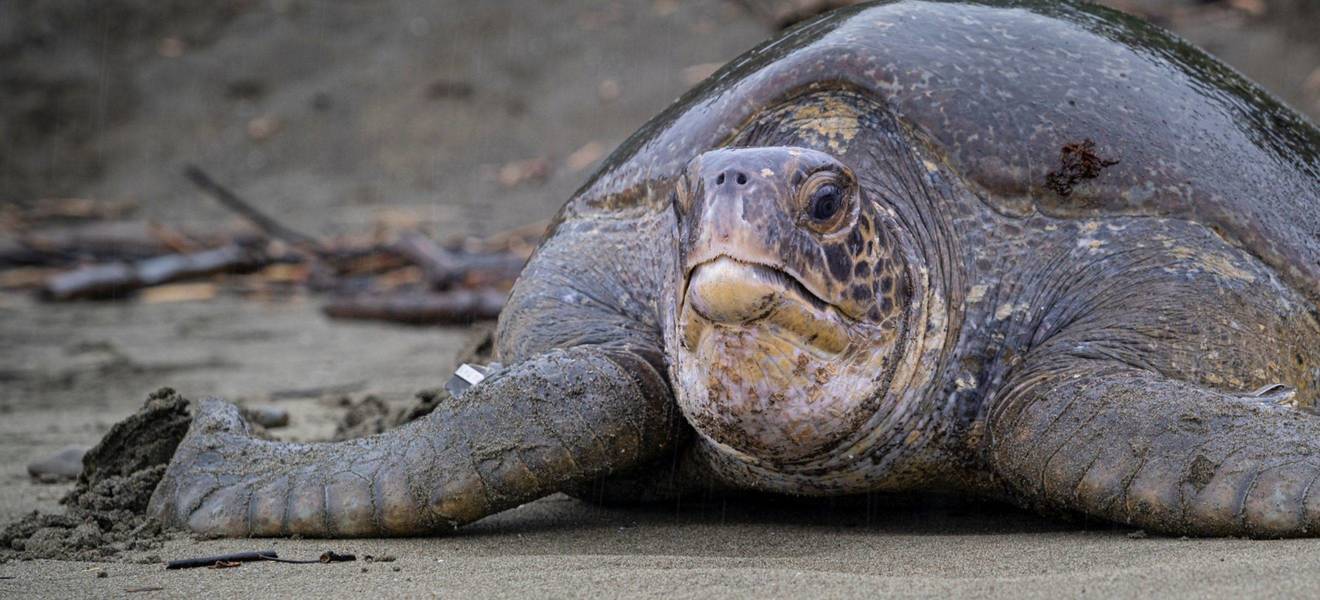 Tierschutz im Naturreservat Costa Rica