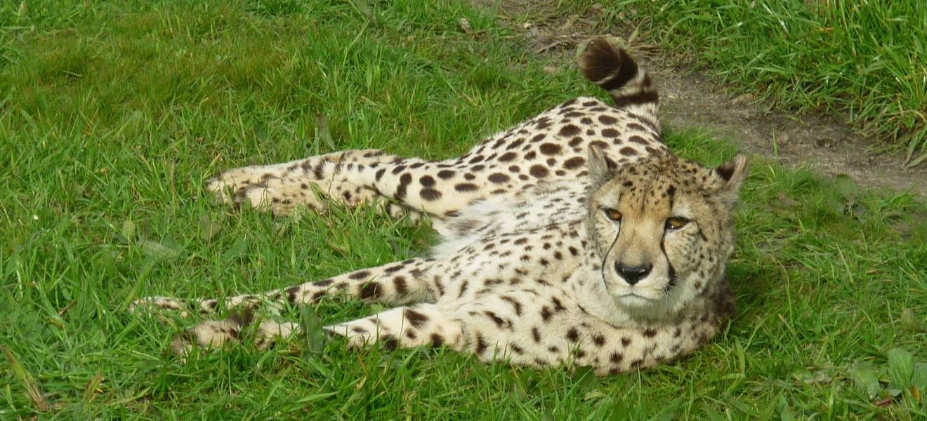 South Africa Cheetah Volunteering Project