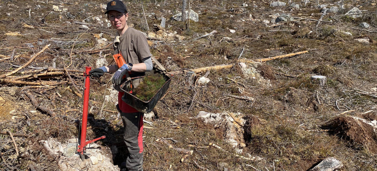Klimaschutz Aufforstung in Schweden