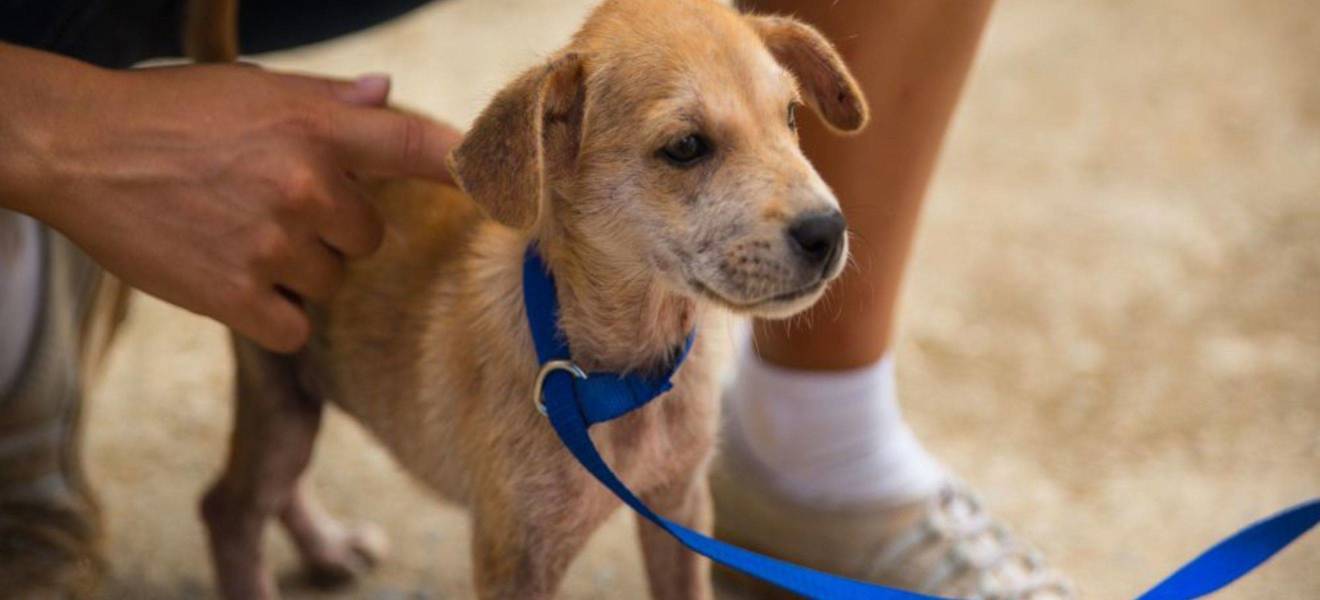 Freiwilligenarbeit im Tierschutzprojekt in der Dominikanischen Republik