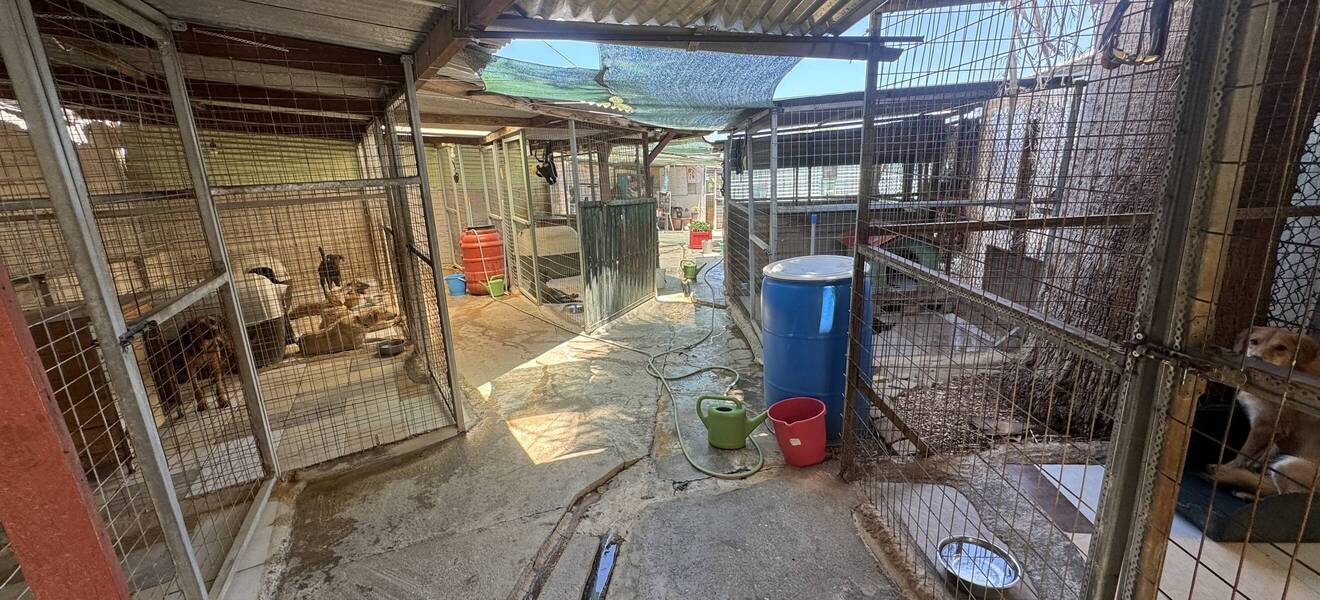 Freiwilligenarbeit im Tierheim auf Kreta, Griechenland