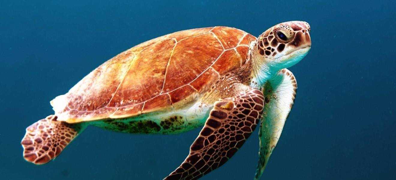 Schirldkröte aus dem Artenschutz Projekts in Sri Lanka