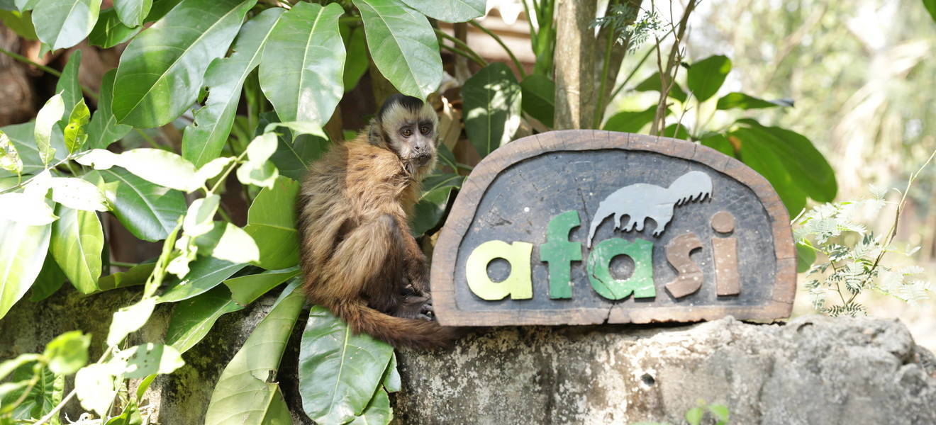 Wildes Äffchen auf Entdeckungstour