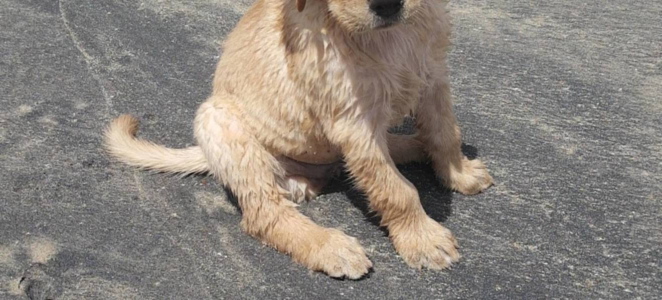 Hundeprojekt in Galle