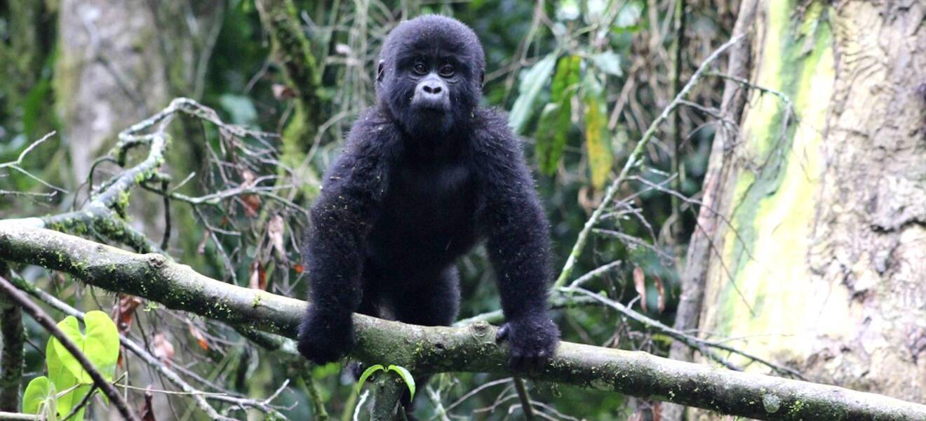 Arbeit beim Gorilla-Projekt in Uganda