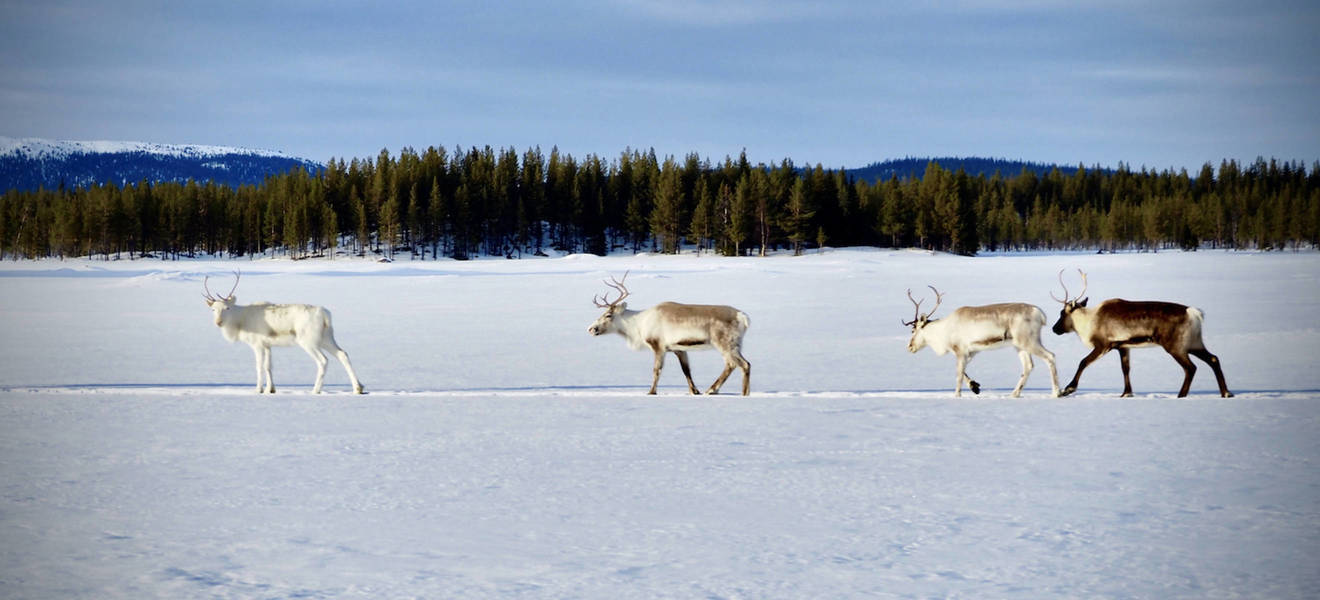 Orientierung in Schwedisch Lappland